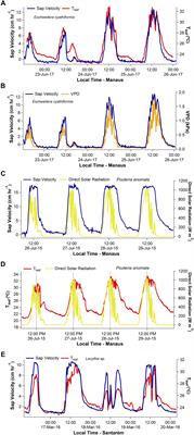 Species-Specific Shifts in Diurnal Sap Velocity Dynamics and Hysteretic Behavior of Ecophysiological Variables During the 2015–2016 El Niño Event in the Amazon Forest